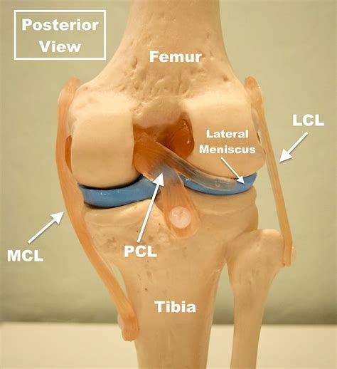 function of acl and pcl